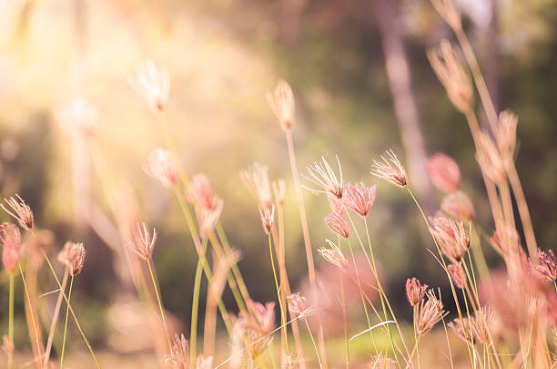 草とおくつろぎください。 - nature flower macro summer ストックフォトと画像