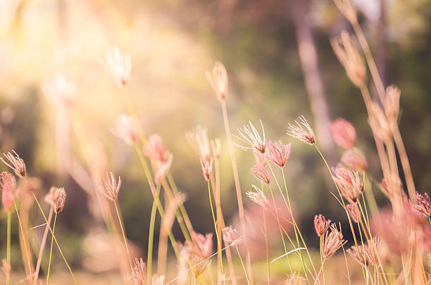 grama e o vento - nature flower macro summer - fotografias e filmes do acervo