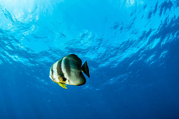 Orbicular batfish A batfish in Micronesia. orbicular batfish stock pictures, royalty-free photos & images