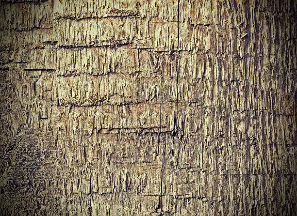 istock Old weathered rough wood background or texture. 535768519