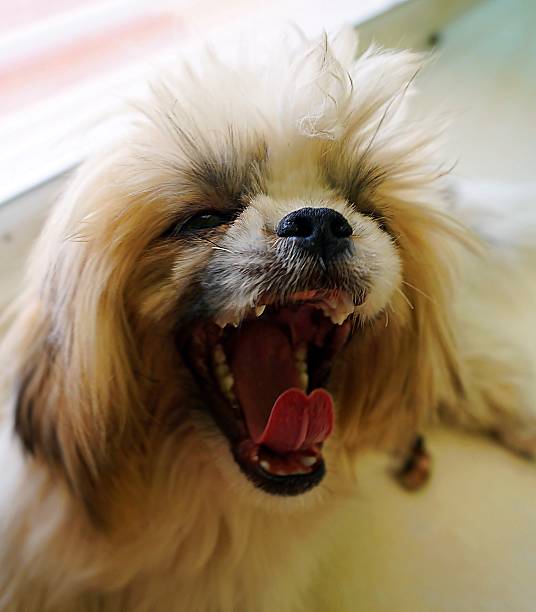 istock shih tzu dog yawning 535768785