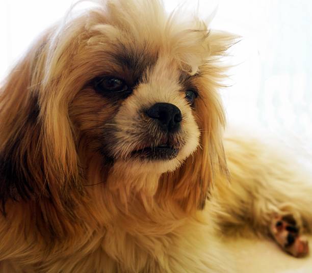istock sad shih tzu dog 535768787