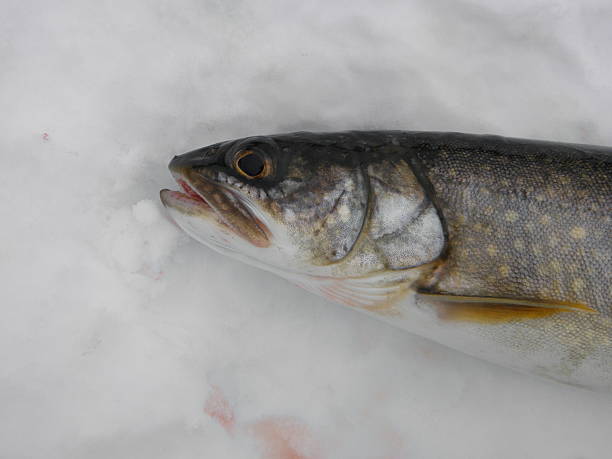 istock lake trout head & fin on snow. 535768855