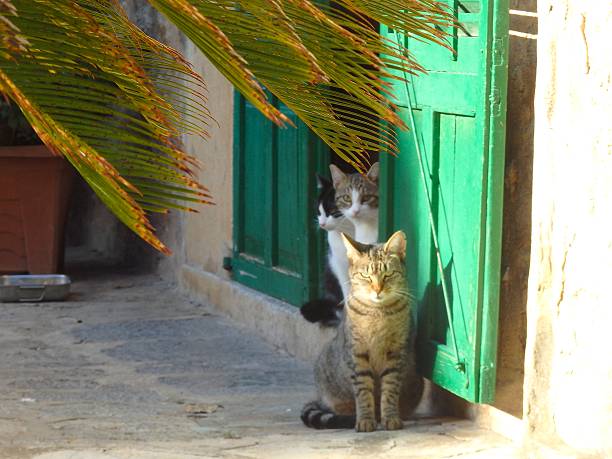 istock Cats in Deia/Mallorca, mediterranean village scene 535768863