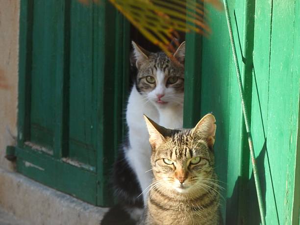 istock Cats in Deia/Mallorca, mediterranean village scene 535768865
