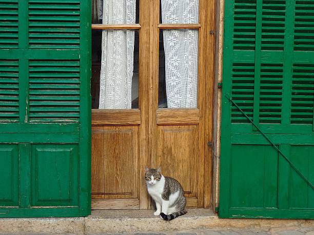 istock Cat in Deia/Mallorca, mediterranean village scene 535768869
