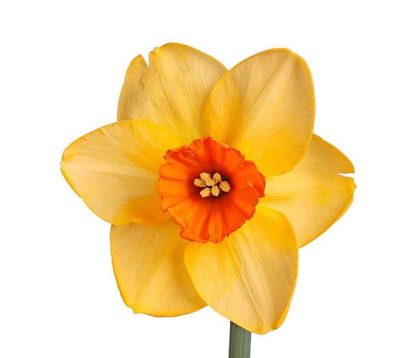 istock Single flower of a daffodil cultivar on white background 535769433