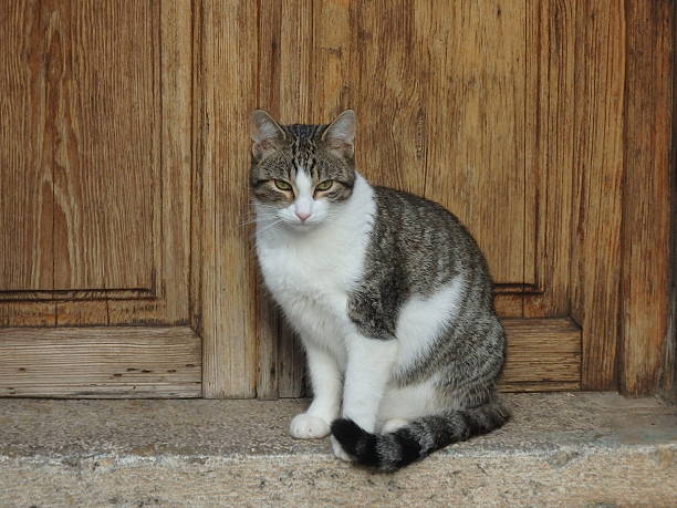 istock Cat in Deia/Mallorca, mediterranean village scene 535770023