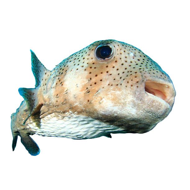 istock Porcupinefish isolated 535770941