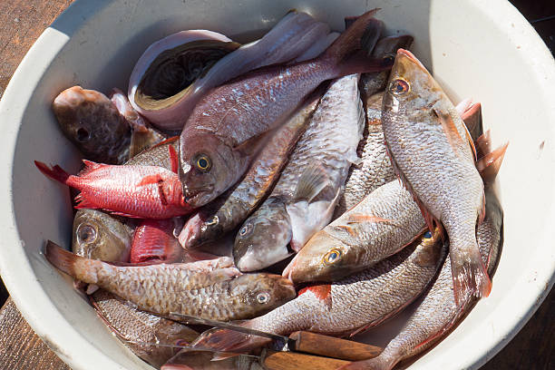 istock Fresh Fish selling in Santa Maria Beach in Cape Verde 535771103