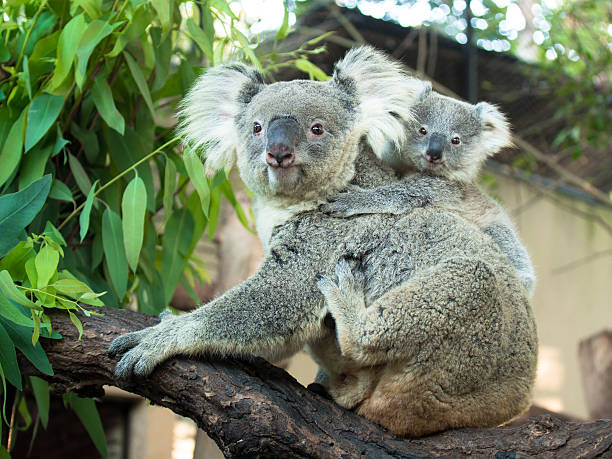 istock Adult koala sitting on a branch 535772031