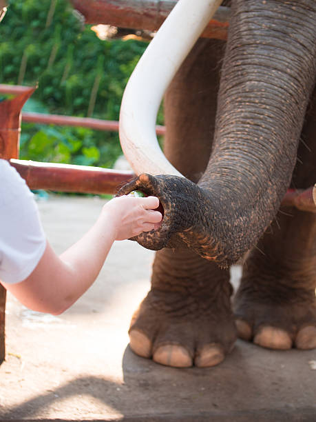 istock Person feeding the elephant standing behind a fence 535772285