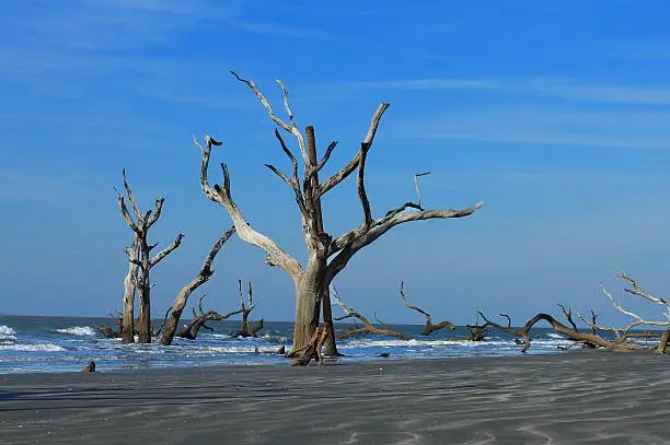 Unique view of ocean with trees on Bone Yard Beach