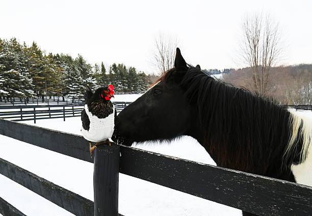 Black and white horse head scultpture