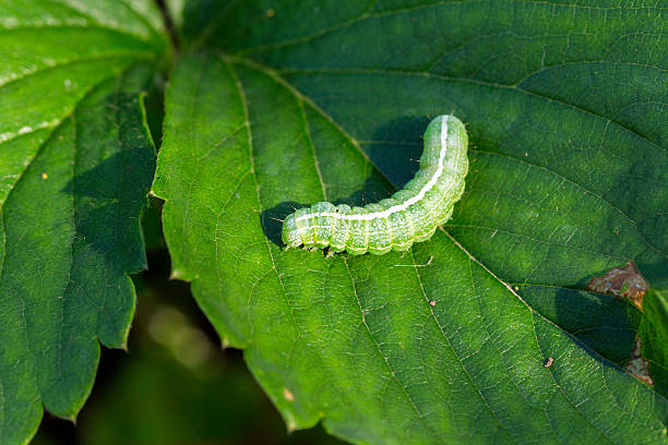 grande larva su una foglia verde - bruco foto e immagini stock