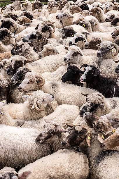 Flock of sheep. Flock of farm animal. Mixed herd of sheep and goat sheep flock stock pictures, royalty-free photos & images