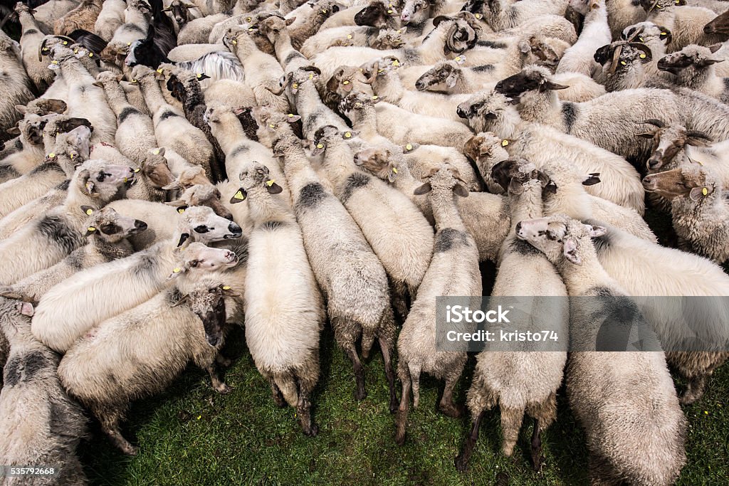 Flock of sheep. Sheep waiting to be milked for their milk. Herd of sheep. Aerial View Stock Photo