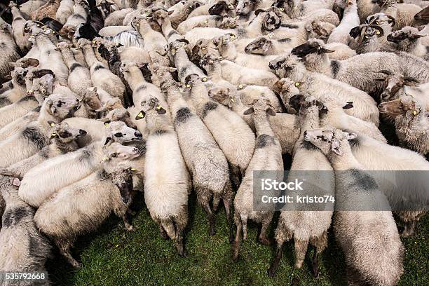 Flock Of Sheep Stock Photo - Download Image Now - Aerial View, Agriculture, Animal