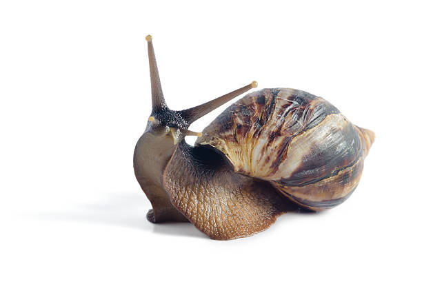 caracol achatina fulica aislado sobre un fondo blanco - caracol fotografías e imágenes de stock