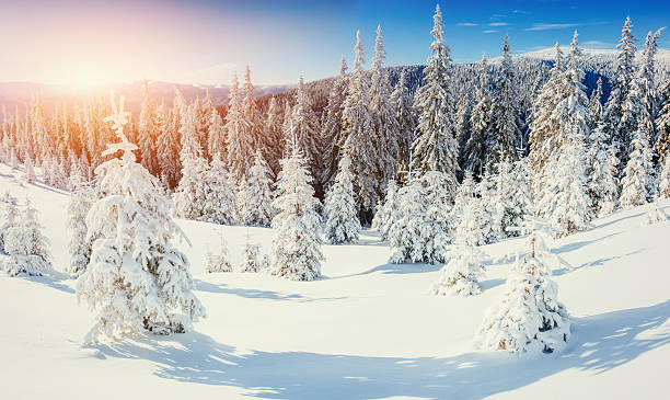 istock magical winter snow covered tree. Sunset in the Carpathians. 535793394