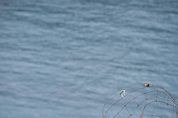 Eurasian Wren (Troglodytes troglodytes) singing on an iron fence in front of an ocean