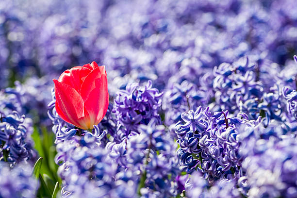 istock hyacinths and tulip from Amsterdam 535794590