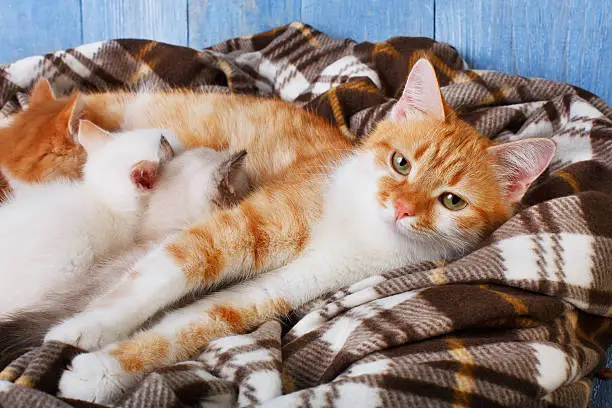 Photo of Cat nursing her little kittens at plaid blanket