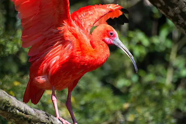 Scarlet ibis, also called in latin Eudocimus ruber.