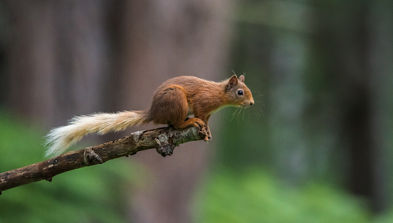 Red squirrel about to jump from the end of a tree branch