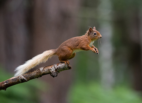 Red squirrel about to jump from the end of a tree branch with its front paws in the air
