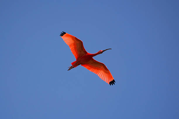 scarlet アイビス（eudocimus ruber ) - scarlet ibis ストックフォトと画像