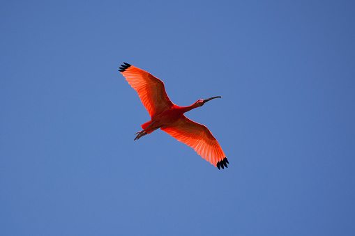 Scarlet ibis, also called in latin Eudocimus ruber.