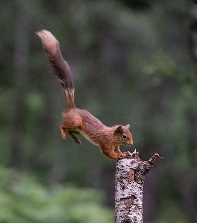 Red squirrel flying through the air after jumping from a tree