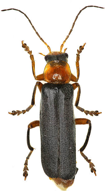 istock Soldier Beetle on white Background 535797386