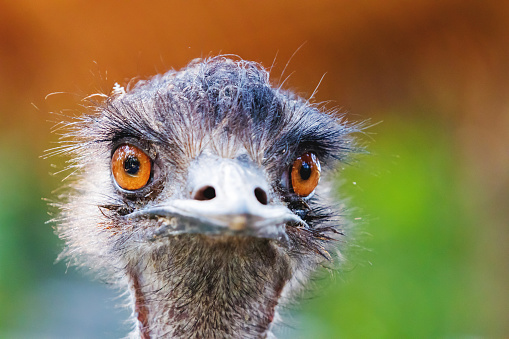 Close portrait of ostrich. Funny bird with long neck and small head. Thailand.