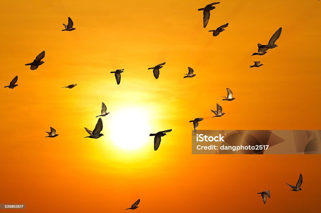 doves (pigeons) flying in  sky 2015 Stock Photo