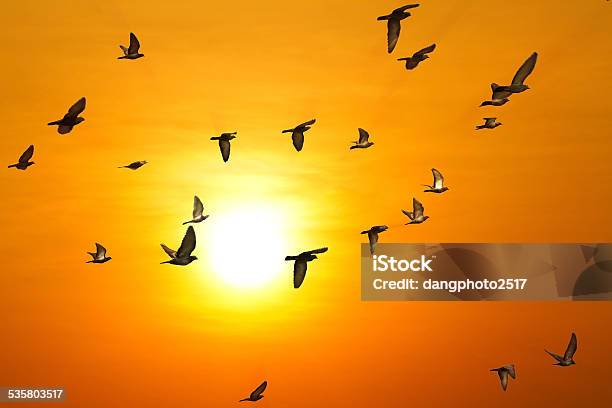 Doves Flying In Sky Stock Photo - Download Image Now - 2015, Agreement, Animal