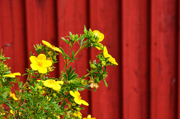 Yellow flower Yellow flower, shrubby cinquefoil, at a red wall potentilla anserina stock pictures, royalty-free photos & images