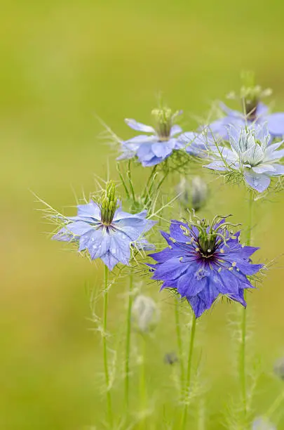 This flower originally comes from the Mediterranean area. Now you find it in the gardens in the whole of Europe. The botanical name is Nigella damascene.