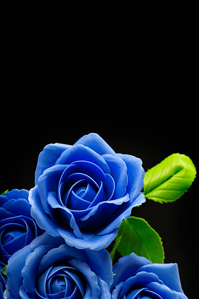 blue-rose-clay-flower-on-black