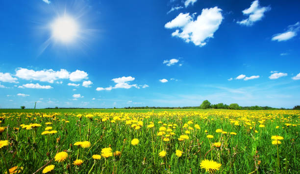 campo con dandelions e blu cielo - sky blue woods park foto e immagini stock