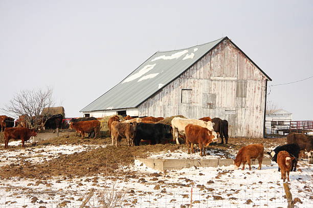 istock Iowa Cattle Barn in Winter 535805347
