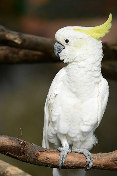 istock White Cockatoo Parrot bird with yellow crest 535805631