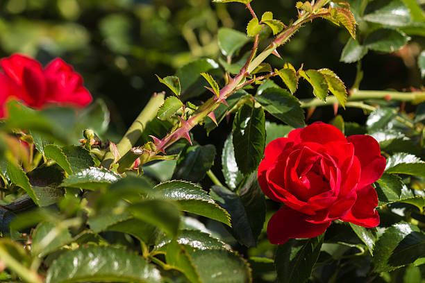 istock close up of blooming red rose 535807063