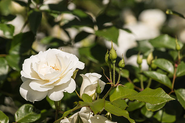 istock close up of white tea rose 535807357
