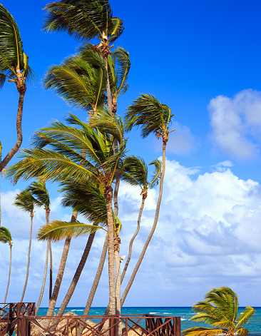 Palm trees on caribbean coast in Dominican Republic