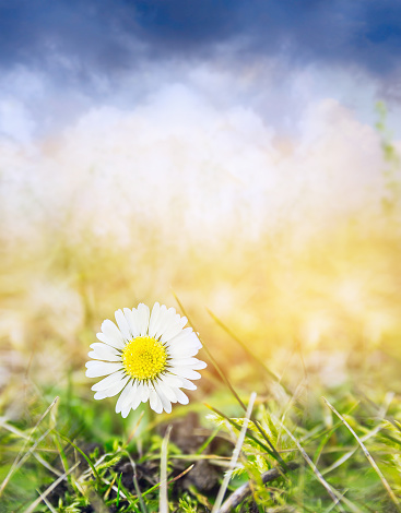 daisy flower on spring grass and sky, nature background