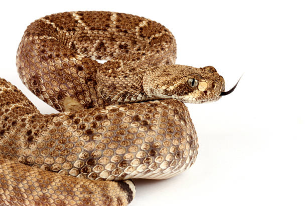 istock Western Diamondback Rattlesnake on white background. 535808139