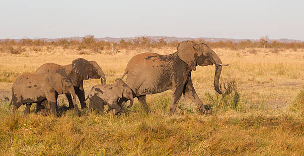 istock Family of African elephant (Loxodonta africana) 535808527