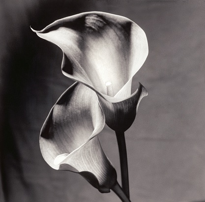 2 Calla Lilies in close-up, black and white